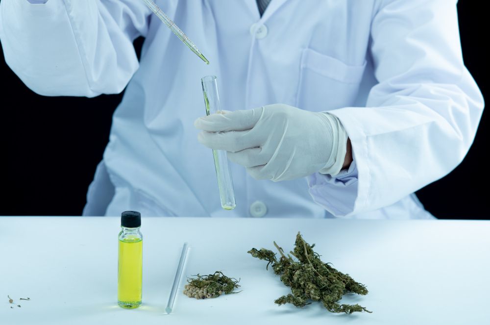 Cannabis Medicinal: como o canabidiol pode ajudar a emagrecer?